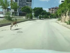 Nesli Koruma Altında Olan Dağ Keçisi, Şehir Merkezinde Araçla Yarıştı