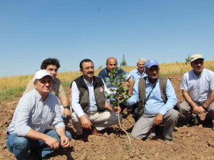 Siirt Fıstığında Yüzde 50 Verim Artışı