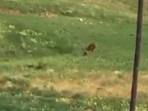 Aç Kalan Ayı Ve Yavruları İlçe Merkezine İndi