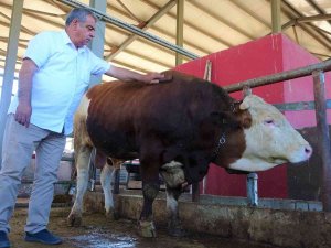 Kurban Pazarının ‘Kral’ Tosunu 50 Bin Tl’ye Alıcısını Bekliyor