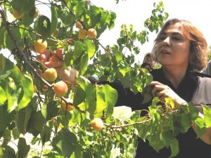 Ak Parti’li Yılmaz: "Mut Kayısısında Bu Yıl 110 Bin Tondan Fazla Rekolte Gerçekleşti"