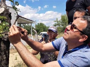 Fıstık Kenti Olma Yolunda İlerleyen Karabük’te Sakız Ağaçları Aşılanmaya Başladı