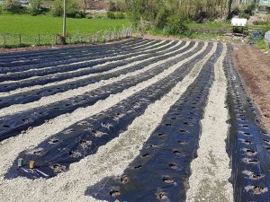 Giresun’un Alucra İlçesinde Organik Çilek Üretimi Yaygınlaşıyor