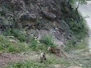 Tunceli’de Tilki Ve Kedinin Ekmek Kavgası