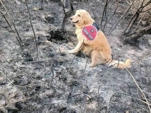 Yangının Çıktığı Noktayı ‘Kadro’ Tespit Etti