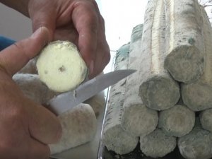 Çorum’un 1650 Rakımlı Yaylasında Üretilen Peynire İlgi Büyük