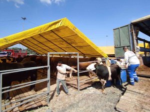 İ̇stanbul’da Kurbanlıklar Pazara Geldi, İlk Günden Çetin Pazarlıklar Yapıldı