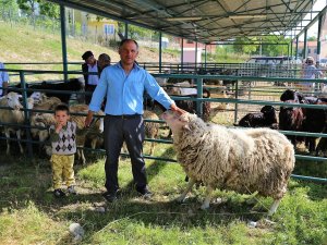 Yaklaşan Kurban Bayramı Besicileri Umutlandırdı