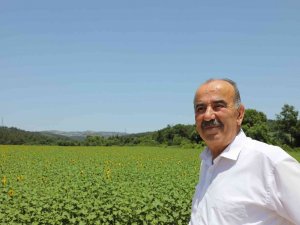 Mudanya Belediyesi’nin Ayçiçekleri Hasada Hazırlanıyor