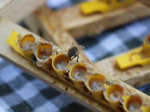 ’Arı Sütü’ Altınla Yarışıyor