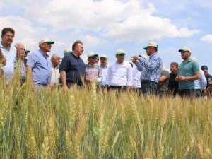 Hüyük’te Deneme Üretimi Yapılan ’Taner’ Tohumu Tanıtıldı