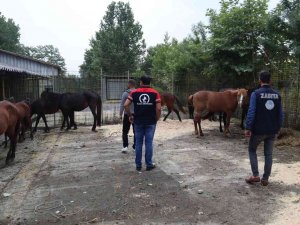 Kesime Giden Atları, Zabıta Kurtardı