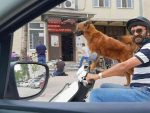 Sahibinin Motosikleti Üzerinde Yolculuk Yapan Köpek İlgi Çekti