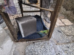 Yangın Çıkan Evde İki Kuş Telef Oldu
