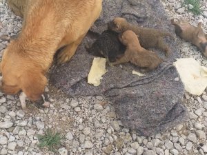 Yağmur Suyu Kanalında Mahsur Kalan Köpek Ve 6 Yavrusu Kurtarıldı