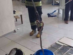 Fethiye’de Yılan Paniği