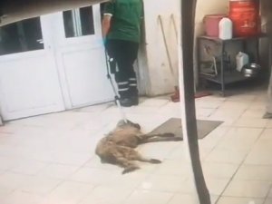 Konak Belediyesi Hayvan Sağlığı Merkezinde Hayvanları Yerlerde Sürüklediler