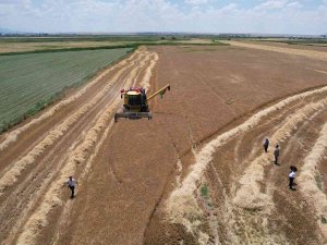 Aksaray’da Arpa Hasadı Başladı