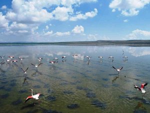 Düden Gölü’ndeki Flamingolardan Görsel Şölen