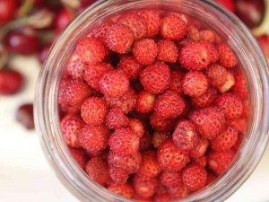 Dağlarda Toplanıyor, Kilogramı 50 Tl’ye Satılıyor