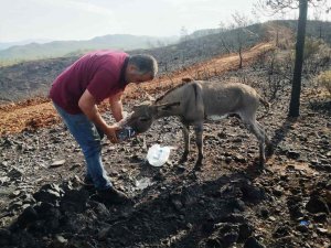 Yanan Ormandan 4 Gün Sonra Sağ Kurtuldu