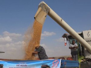 Siirt’te Hasattaki Bereketi Gören Çiftçi, ‘Buğday Banyosu’ Yaptı