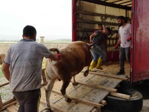Muş’tan Batı İllerine Kurbanlık Sevkiyatı Başladı