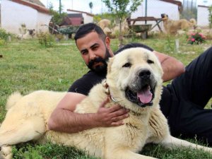 Uzman Kangal Yetiştiricisi Taşdelen; Kangal Köpeği Sivas’ta Tanıtılmalı