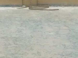 Sıcaklarla Birlikte Kaldırımlarda Ortaya Çıkan Yılanlar Tedirgin Etti