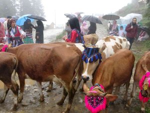 Gelin Gibi Süsledikleri İnekleri İle Yaylanın Yolunu Tuttular