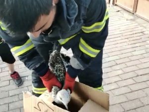 Mahsur Kalan Martıya İtfaiyeden Kurtarma Operasyonu