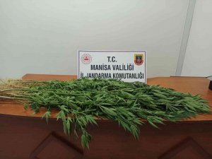 Evinin Bahçesinde Kenevir Yetiştirdi