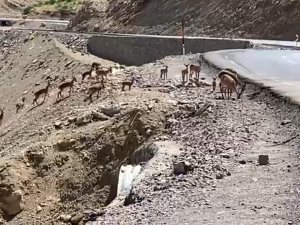 Irak Sınırında Dağ Keçisi Sürüsü Görüntülendi
