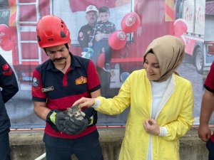Küçük Kediyi Kurtarmak İçin Büyük Seferberlik
