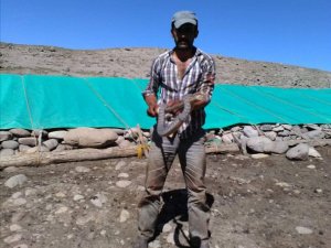 Tunceli’de Koca Engerek Yılanı Kuzu Ağılına Girdi
