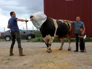Bir Ton 220 Kilogram Ağırlığındaki Dev Tosun, 72 Bin 500 Liraya Alıcısını Buldu