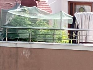 Evinin Terasını Uyuşturucu Tarlasına Çevirdi, Polis Operasyonuyla Yakalandı