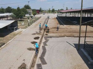 Hayvan Pazarı Bayrama Hazırlanıyor