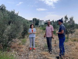Çiftçiler, ’Verticllium Solgunluğu’ Hastalığına Karşı Uyardı
