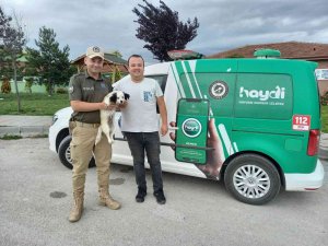 Kaybolan Köpeği Haydi̇ Ekipleri Buldu