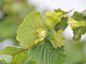 Fındık Üreteicisinin Fındık Taban Fiyatı İçin 60 Tl Beklentisi