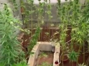 Evlerde Uyuşturucu Yetiştirenlere Polis Baskını