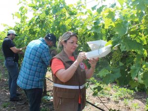 Manisa’da Üzüm Bağlarına Tuzaklı Koruma