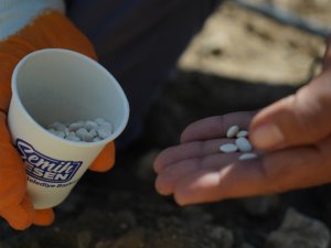 Çandır Fasulyesi Toprakla Buluştu