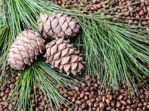 Türkiye’nin Çam Fıstığı İhracatı Son 5 Senede Yüzde 68 Arttı