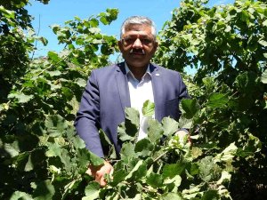 Fındıkta ’Erken Hasat’ Uyarısı