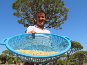 Çam Ağaçlarından Adeta Dolar Yağdı