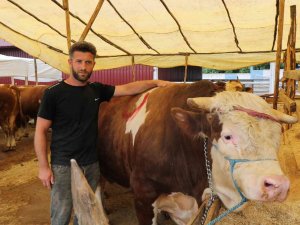 Kurban Pazarının 1,3 Tonluk Şampiyon’u