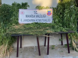 Alaşehir’de Bin 812 Kök Kenevir Ele Geçirildi