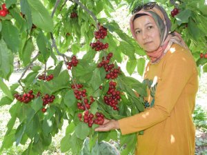Napolyon Türü Kirazlar Üreticinin Yüzünü Güldürüyor